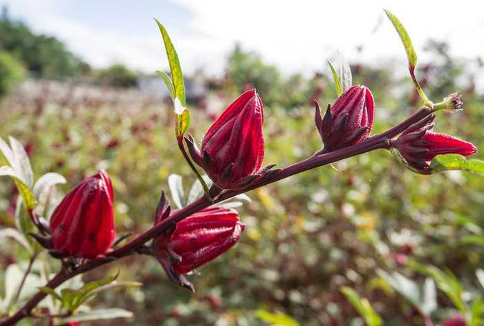 roselle plant